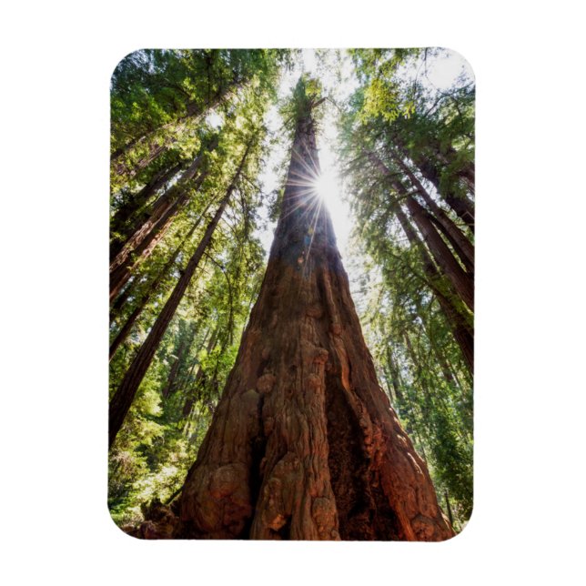 Ímã Reboque para Sequoias (Vertical)