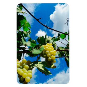 Ímã Recipientes de uvas ao fundo