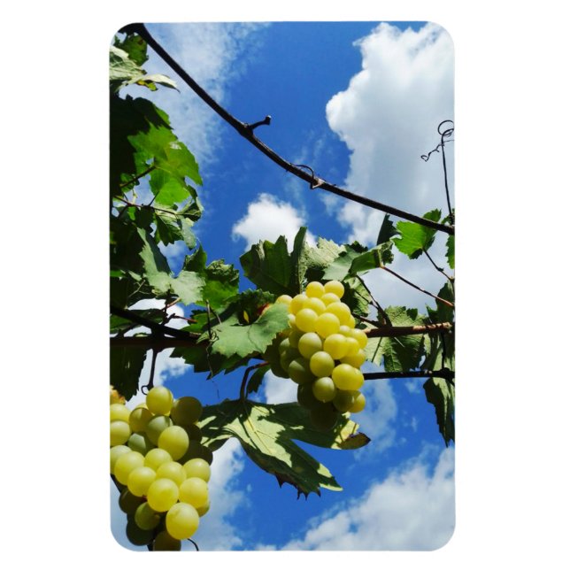 Ímã Recipientes de uvas ao fundo (Vertical)