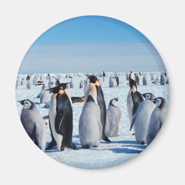 Imã Recolha de pinguins (Frente)