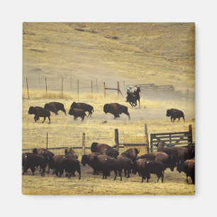 Imã Recolha do National Bison Range em Montana