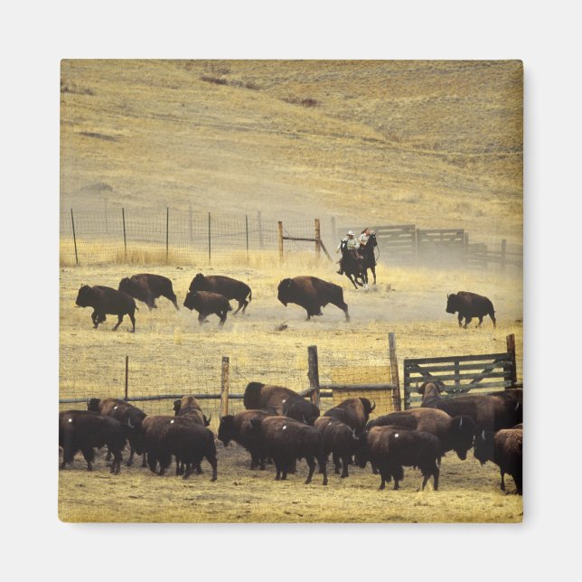 Imã Recolha do National Bison Range em Montana (Frente)