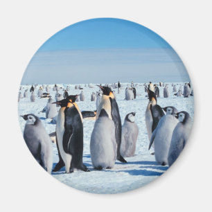 Imã Recolhimento do pinguim