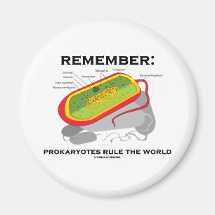 Imã Recorde: Os Prokaryotes ordenam o mundo