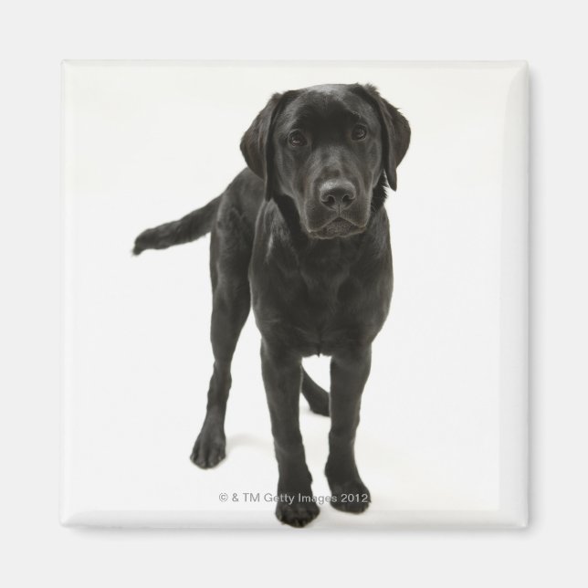 Imã Recuperador labrador preto (Frente)