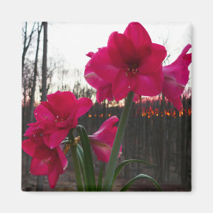Imã Red Amaryllis e Winter Sunrise