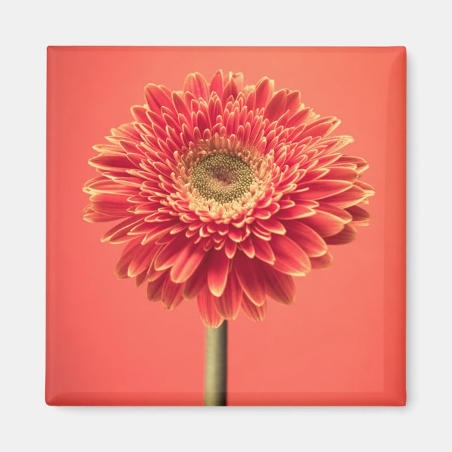 Imã Red Barberton Gerbera Daisy Flower (Frente)