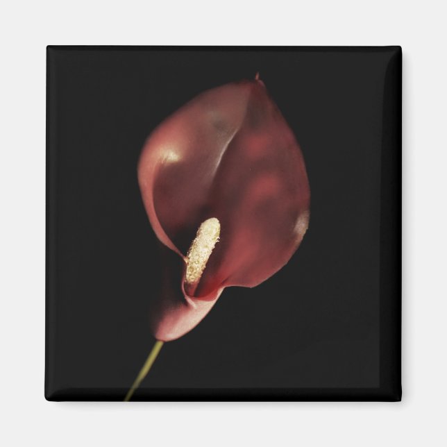 Imã Red Calla - Magnet (Frente)