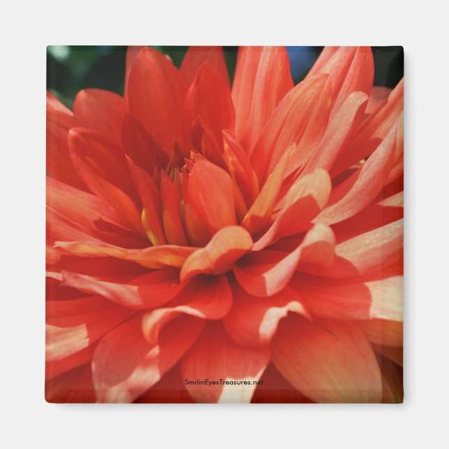 Imã Red Dahlia Flower Photo Magnet (Frente)