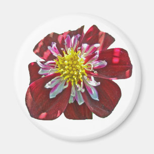 Imã Red Dahlia Magnet