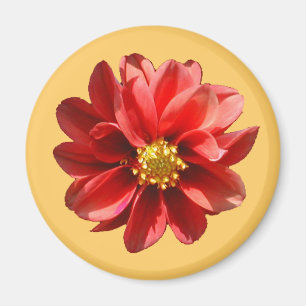 Imã Red Dahlia Magnet
