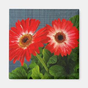 Imã Red Daisy
