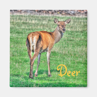 Imã Red Deer & Field Willife Animal Design