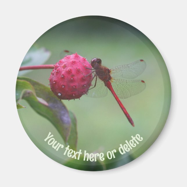 Imã Red Dragonfly Nature Personalized (Frente)