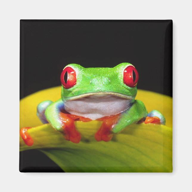 Imã Red Eye Treefrog, Agalychinis callidryas, Nativo (Frente)