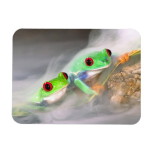Ímã Red Eye Treefrog na neblina, Agalychinis 2