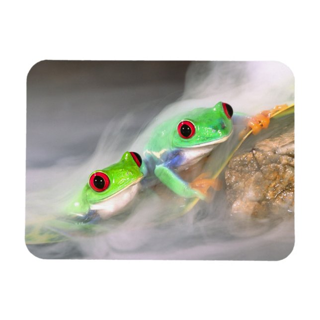 Ímã Red Eye Treefrog na neblina, Agalychinis 2 (Horizontal)