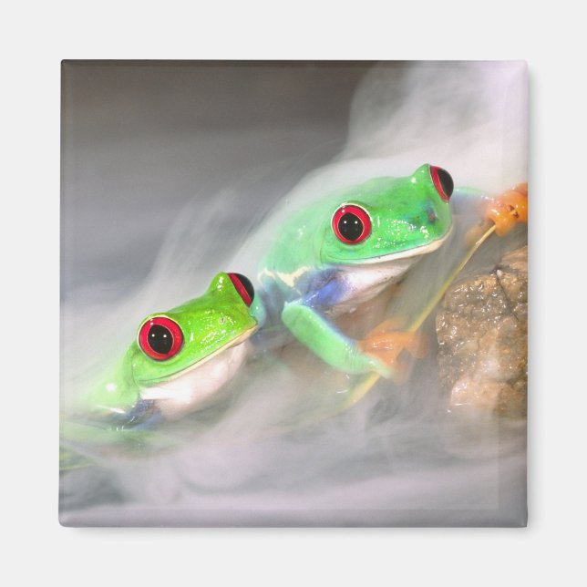 Imã Red Eye Treefrog na neblina, Agalychinis 2 (Frente)