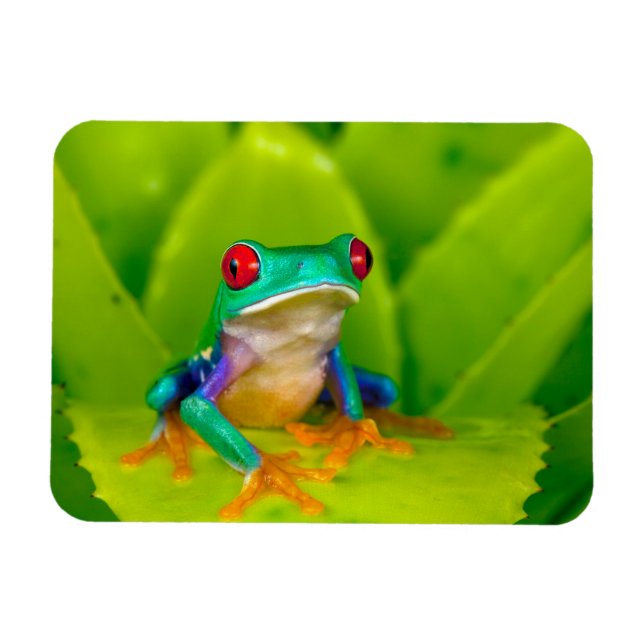 Ímã Red-eyed tree frog, Costa Rica (Horizontal)