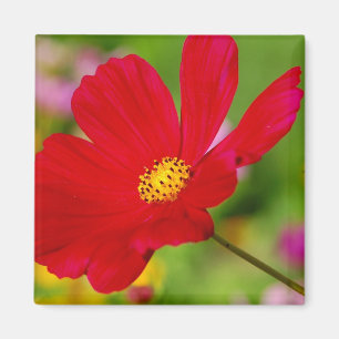 Imã Red Floral