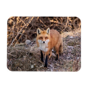 Ímã Red Fox perto e pessoal