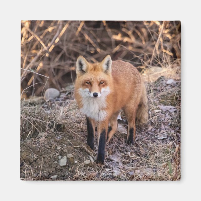 Imã Red Fox perto e pessoal (Frente)