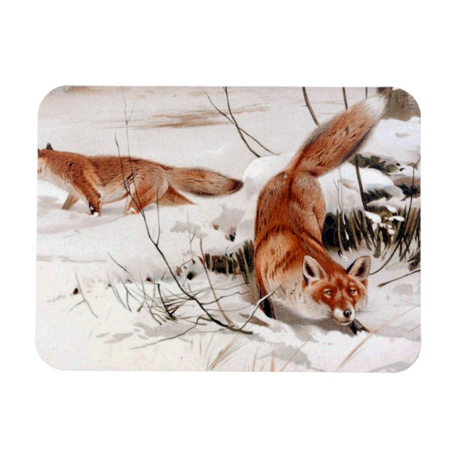 Ímã Red Foxes in the Winter Snow (by Wilhelm Kuhnert) (Horizontal)