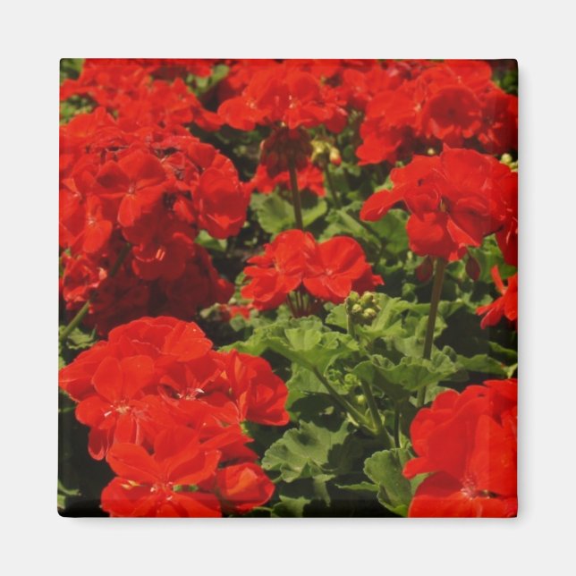 Imã Red Geraniums Magnet (Frente)