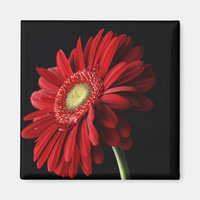 Imã Red Gerber Daisy Square Magnet (Frente)
