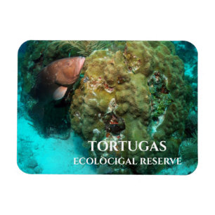 Ímã Red Grouper in Coral, Reserva Ecológica de Tortug