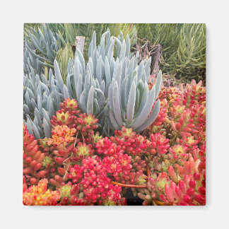 Imã Red Jelly Bean Sedum e Blue Ice Plant Succult