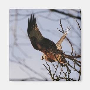 Imã Red Kite Tirando Magnet