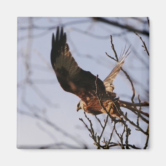 Imã Red Kite Tirando Magnet (Frente)