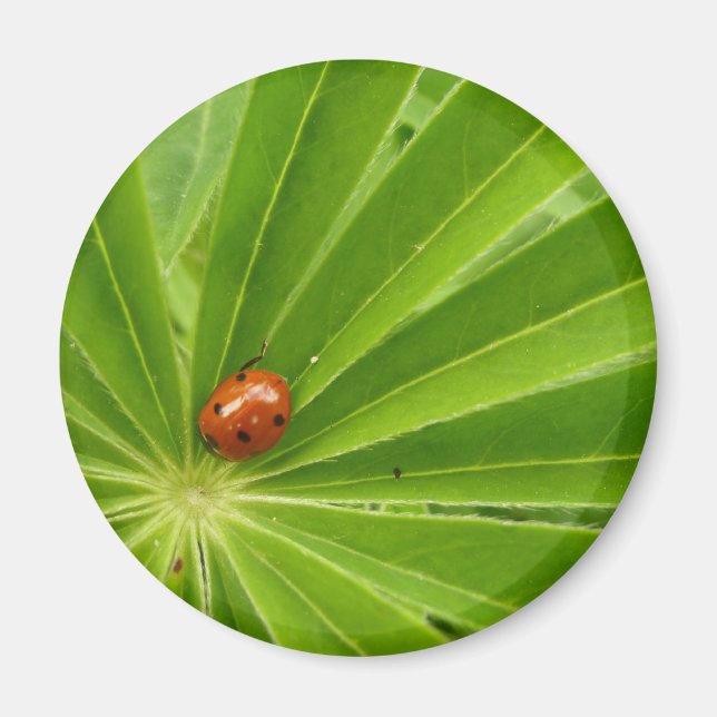 Imã Red Ladybird em Lupin Leaf Magnet (Frente)