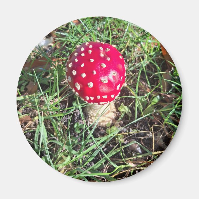 Imã Red mushroom  (Frente)