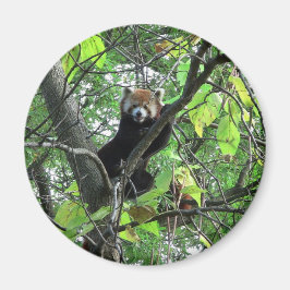 Imã Red Panda