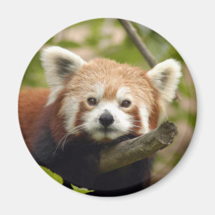 Imã red-panda-004