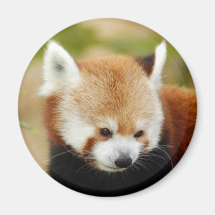 Imã red-panda-030