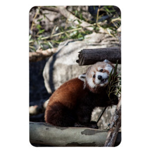 Ímã Red Panda e Bamboo