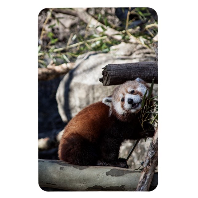 Ímã Red Panda e Bamboo (Vertical)