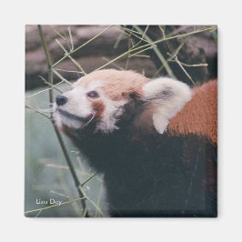 Imã Red Panda Magnet