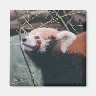 Imã Red Panda Magnet