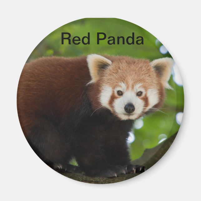 Imã Red Panda Magnet (Frente)