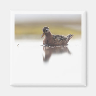 Imã Red Phalarope 2x2 magnet