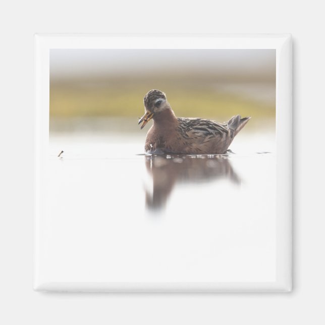 Imã Red Phalarope 2x2 magnet (Frente)