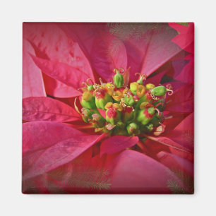 Imã Red Poinsettia - Natal