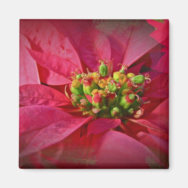 Imã Red Poinsettia - Natal (Frente)