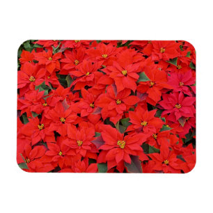 Ímã Red Poinsettias I Festa Floral de Natal