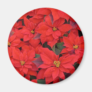 Imã Red Poinsettias I Festa Floral de Natal