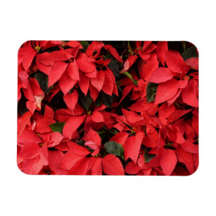 Ímã Red Poinsettias II Feriado de Natal Floral